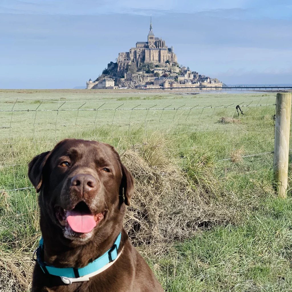 Perro labrador marrón frente al Mont Saint‑Michel en un prado verde.